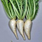Sugukina Turnip Vegetable Seeds Fresh Seeds Fast Shipping