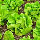 Summer Bibb Lettuce Gourmet Fresh Seeds Fast Shipping
