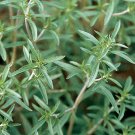 Summer Savory S Fresh Seeds Fast Shipping