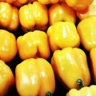 Sunbright Sweet Bell Pepper Vegetable Fresh Seeds Fast Shipping