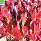 Super Red Romaine Lettuce Vegetable Fresh Seeds Fast Shipping