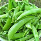 Super Sugar Snap Peas Garden Fresh Seeds Fast Shipping