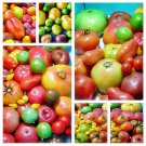 Super Surprise Mix Tomato Fresh Seeds Like A Box Of Chocolates Fresh Seeds Fast Shipping