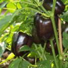 Sweet Bell Pepper Purple Beauty Vegetable Seeds Capsicum Annuum 25 Seeds Fresh Seeds Fast Shipping
