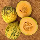Sweet Freckles Melon Fresh Seeds Fast Shipping