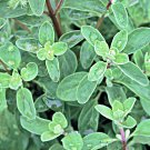 Sweet Marjoram Herb Culinary Herb Fresh Seeds Fast Shipping