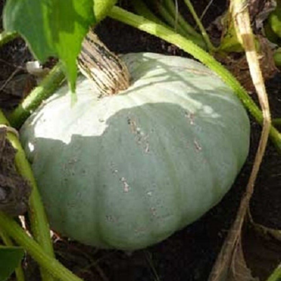 Sweet Meat Winter Squash Fresh Seeds Fast Shipping
