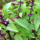 Sweet Thai Basil High Yields Herb Fresh Seeds Fast Shipping
