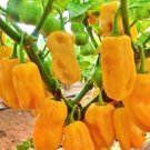 Sweet Yellow Heatless Habanero Vegetable Seeds Fresh Seeds Fast Shipping