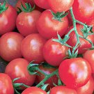 Sweetie Tomato Vegetable Fresh Seeds Fast Shipping