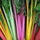 Swiss Chard Bright Lights Vegetable Seeds Beta Vulgaris 25 Seeds Fresh Seeds Fast Shipping