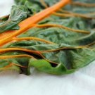 Swiss Chard Orange Vegetable Seeds Beta Vulgaris 25 Seeds Fresh Seeds Fast Shipping