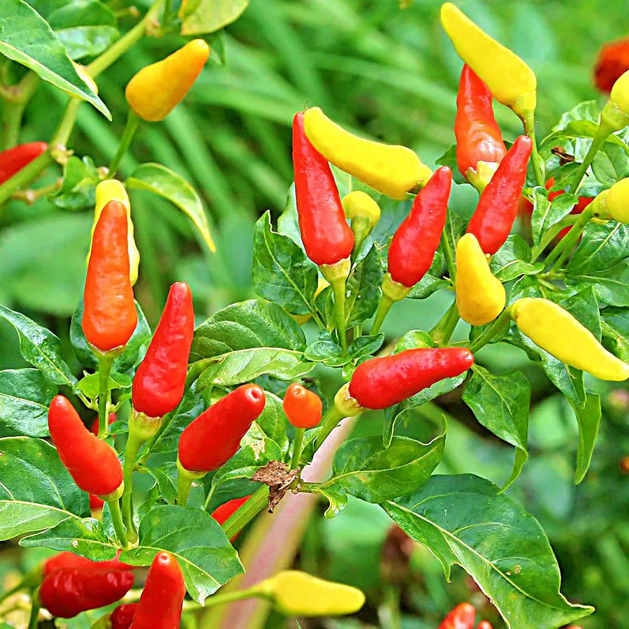 Tabasco Hot Pepper Vegetable Seeds Fresh Seeds Fast Shipping