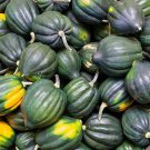 Table King Acorn Winter Squash Fresh Seeds Fast Shipping