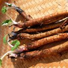 Takinogawa Long Burdock Gobo Arctium Lappa Culinary Fresh Seeds Fast Shipping