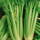Tall Utah 52 Celery Fresh Seeds Fast Shipping