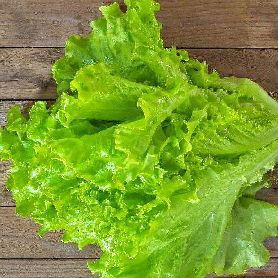 Tango Lettuce Vegetable Seeds Lactuca Sativa Fresh Seeds Fast Shipping