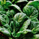 Tatsoi Mustard Salad Greens Garden Fresh Seeds Fast Shipping