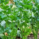 Tendercrisp Celery Seeds Fresh Seeds Fast Shipping