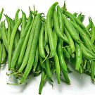 Tenderette Bush Bean Vegetable Seeds Fresh Seeds Fast Shipping