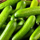 Tendergreen Burpless Cucumber Garden Fresh Seeds Fast Shipping