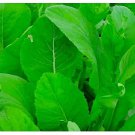 Tendergreen Komatsuna Mustard Fresh Seeds Fast Shipping