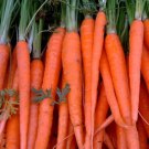 Tendersweet Carrot Vegetable Fresh Seeds Fast Shipping