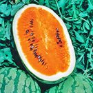 Tendersweet Orange Watermelon Vegetable Seeds Fresh Seeds Fast Shipping