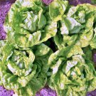 Tennis Ball Lettuce Fresh Seeds Fast Shipping