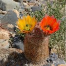 Texas Rainbow Hedgehog Cactus Seeds Echinocereus Dasyacanthus 20 Seeds Fresh Seeds Fast Shipping