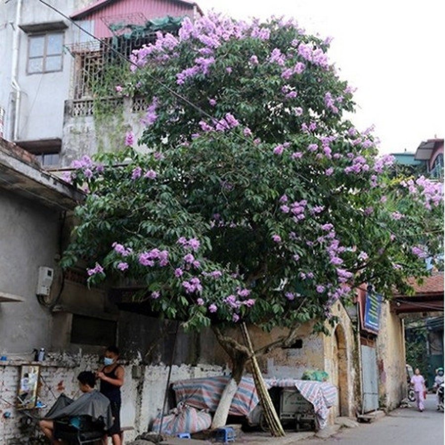 Thai Crape Myrtle Tree Seeds Lagerstroemia Floribunda 50 Seeds Fresh Seeds Fast Shipping
