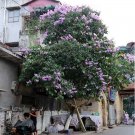 Thai Crape Myrtle Tree Seeds Lagerstroemia Floribunda 50 Seeds Fresh Seeds Fast Shipping