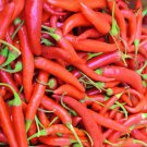Thai Hot Pepper Vegetable Seeds Fresh Seeds Fast Shipping