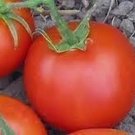 Thessaloniki Tomato Grown To Organic Standards Fresh Seeds Fast Shipping