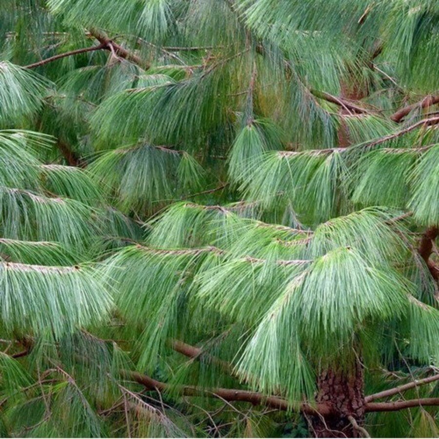 Thinleaf Pine Tree Seeds Pinus Maximinoi 20 Seeds Fresh Seeds Fast Shipping
