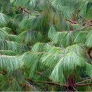 Thinleaf Pine Tree Seeds Pinus Maximinoi 20 Seeds Fresh Seeds Fast Shipping