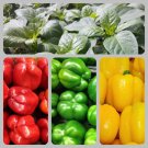 Three Color Bell Pepper Seed Kit Sweet Pepper Gardeners Fresh Seeds Fast Shipping