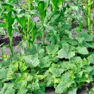 Three Sisters Garden Seed Collection Fresh Seeds Fast Shipping