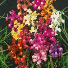 Toadflax Baby Snapdragon Flower Seeds Linaria Maroccana 200 Seeds Fresh Seeds Fast Shipping