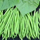 Tobago Bush Bean Vegetable Seeds Fresh Seeds Fast Shipping