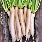 Tokinashi All Season Daikon Radish Fresh Seeds Fast Shipping