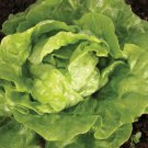 Tom Thumb Lettuce Fresh Seeds Fast Shipping