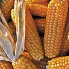 Tom Thumb Popcorn Fresh Seeds Fast Shipping
