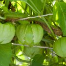 Toma Verde Tomatillo Fresh Seeds Fast Shipping