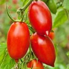 Tomato Super Italian Paste Solanum Lycoperscium Fresh Seeds Fast Shipping