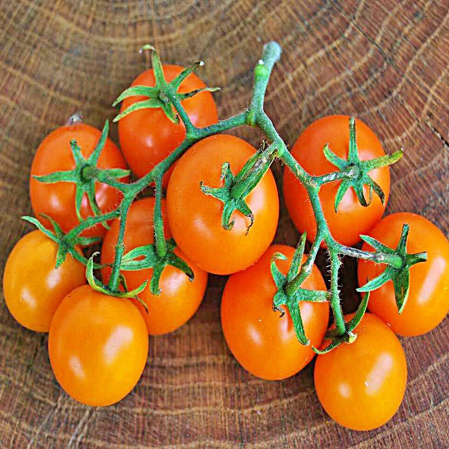 Tomato Sweet Orange Cherry Super Sweet Early Fresh Seeds Fast Shipping
