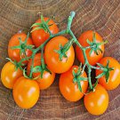 Tomato Sweet Orange Cherry Super Sweet Early Fresh Seeds Fast Shipping