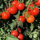 Tommy Toe Tomato Grown To Organic Standard Fresh Seeds Fast Shipping