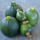 Tondo Di Piacenza Round Zucchini Italian Summer Squash Fresh Seeds Fast Shipping