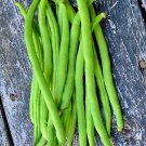 Top Crop Bush Beans Vegetable Fresh Seeds Fast Shipping